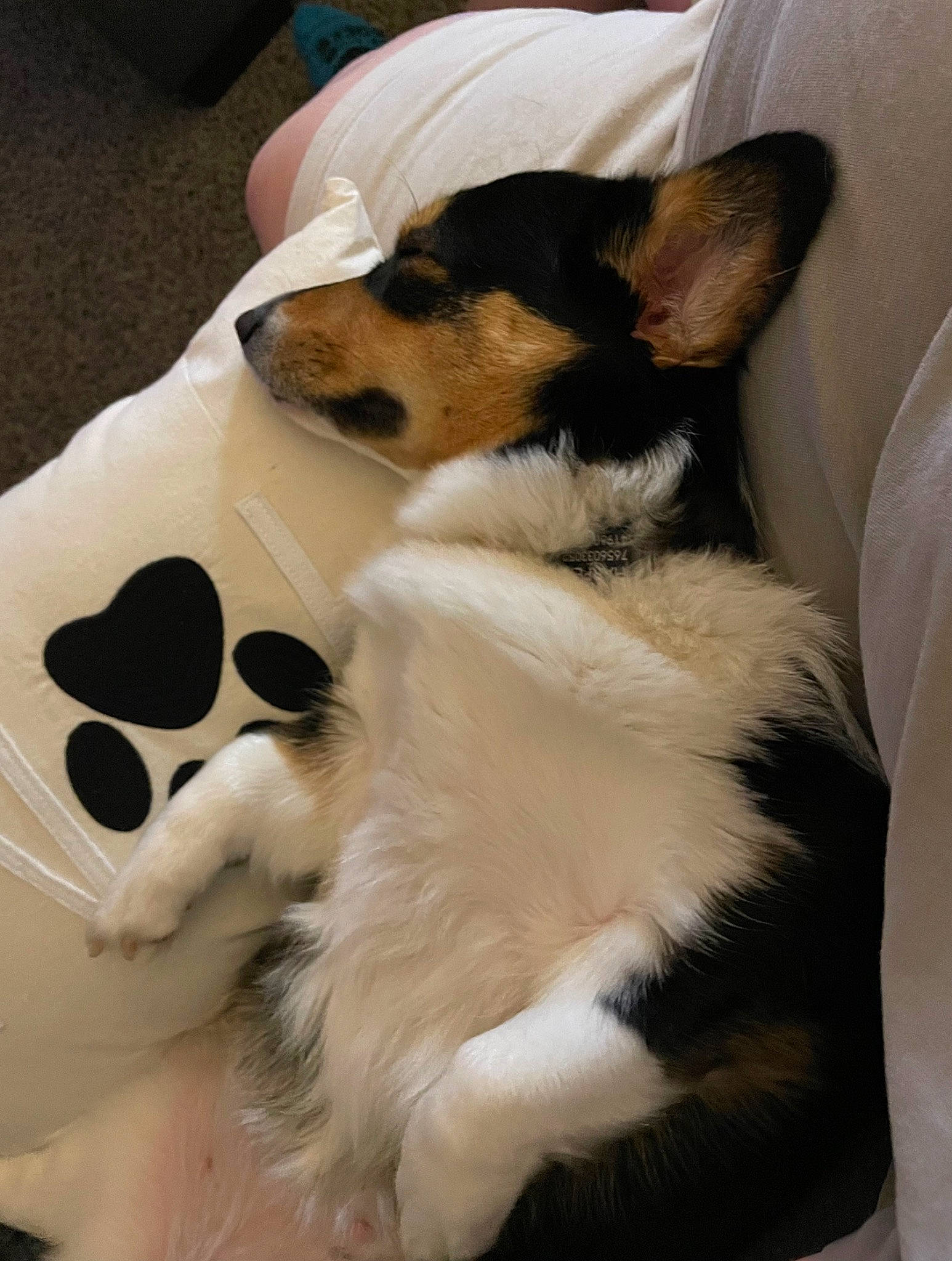 Harper is registered to the contest to win money with this photo: canidae, carnivore, collar, comfort, companion_dog, dog, dog_breed, fawn, flooring, fur, linens, paw, puppy, snout, sporting_group, tail, terrestrial_animal, whiskers, working_animal, working_dog