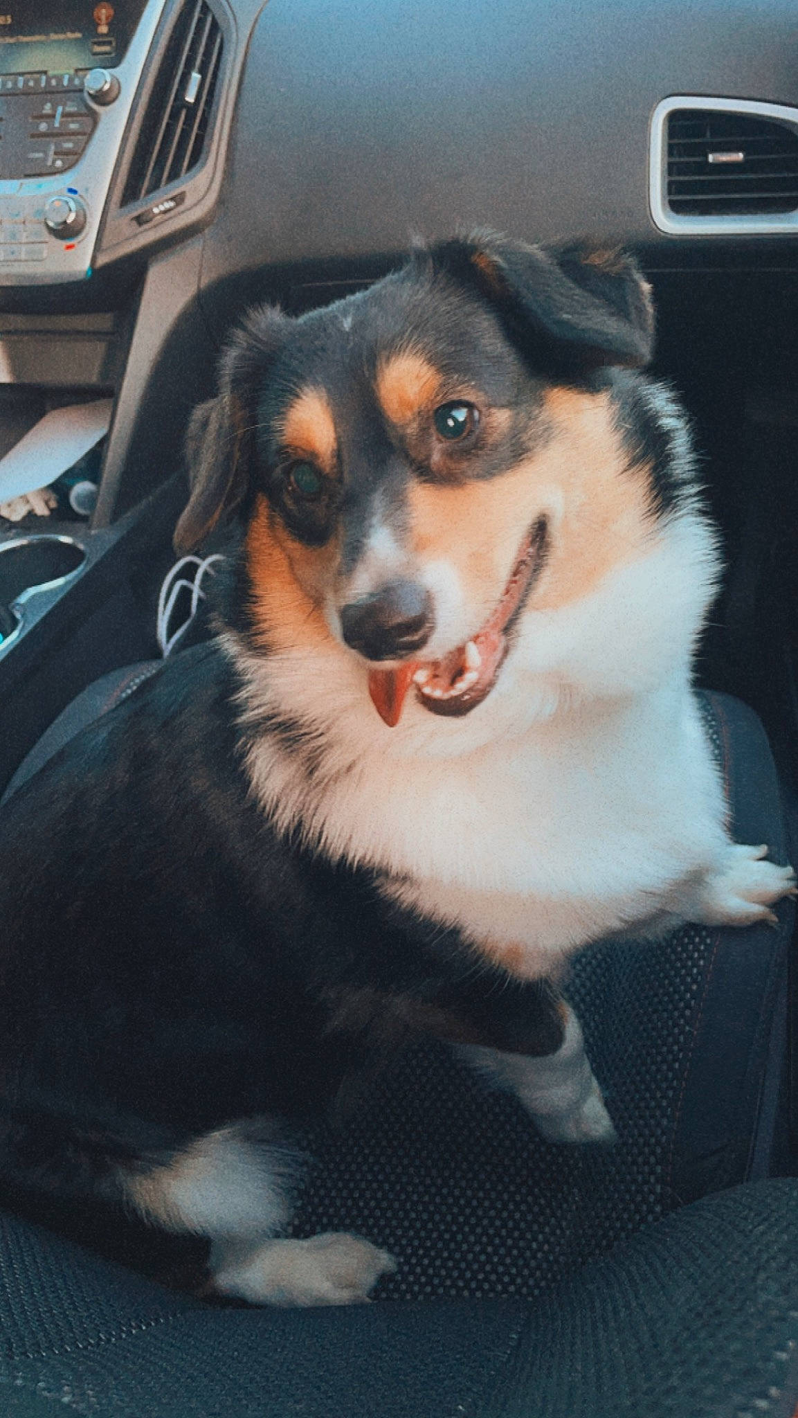 Harper joined the competition — help win amazing prizes! carnivore, collar, companion_dog, dog, dog_breed, fur, pet_supply, photography, snout, sporting_group, terrestrial_animal, whiskers, working_dog