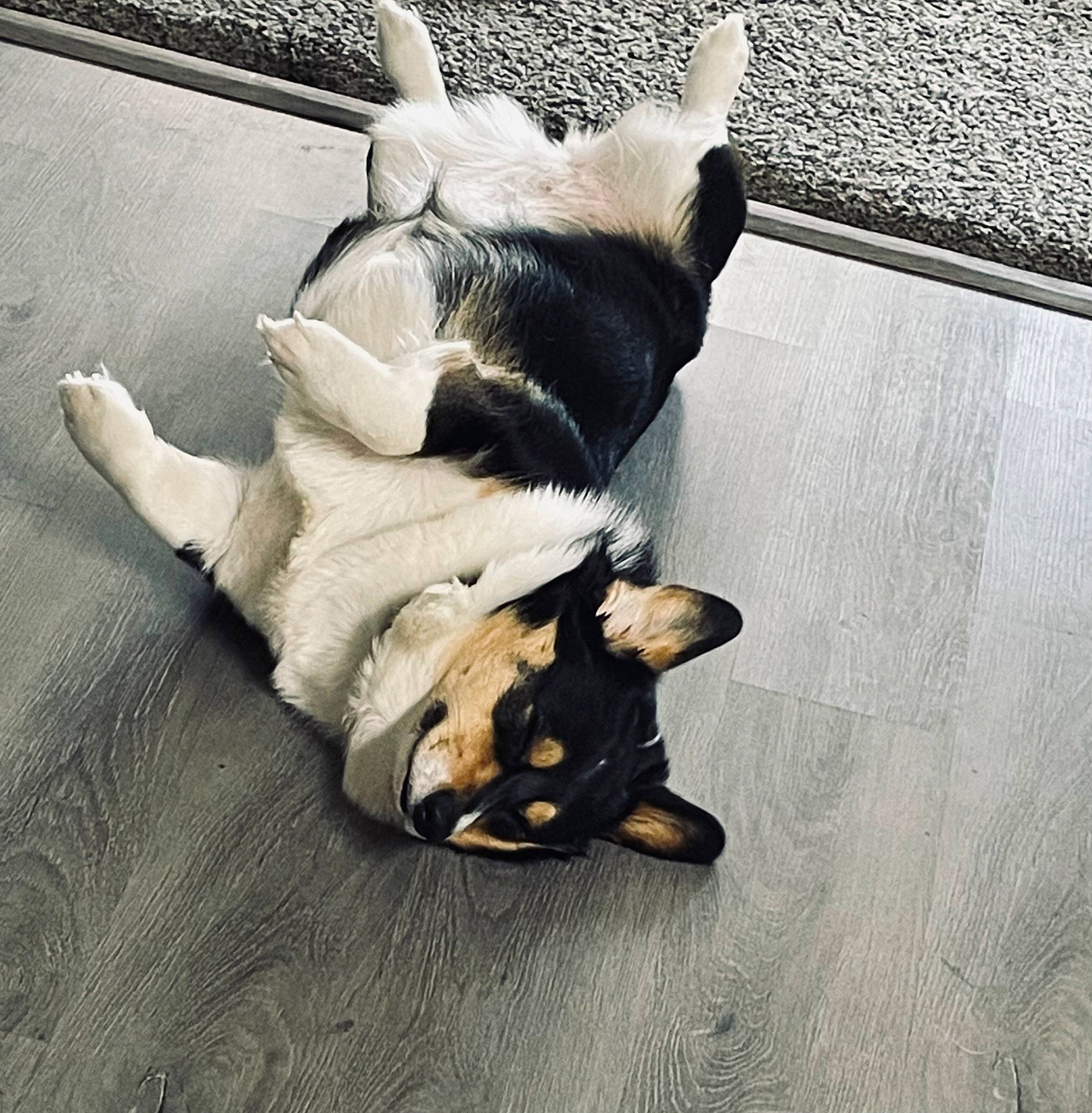 Harper joined the competition — help win amazing prizes! carnivore, claw, comfort, companion_dog, dog, dog_breed, fawn, felidae, flooring, fur, hardwood, human_leg, linens, paw, small_to_medium_sized_cats, sporting_group, tail, toy_dog, whiskers, wood