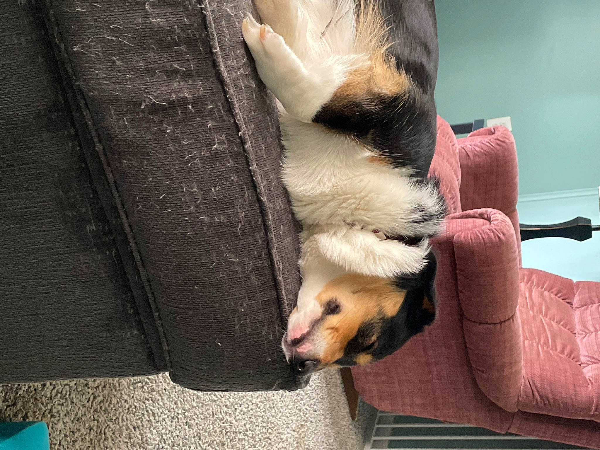 Harper is registered to the contest to win money with this photo: canidae, carnivore, claw, comfort, companion_dog, dog, dog_breed, fawn, felidae, ferret, foot, fur, mustelidae, mustelinae, polecat, small_to_medium_sized_cats, snout, sporting_group, tail, whiskers