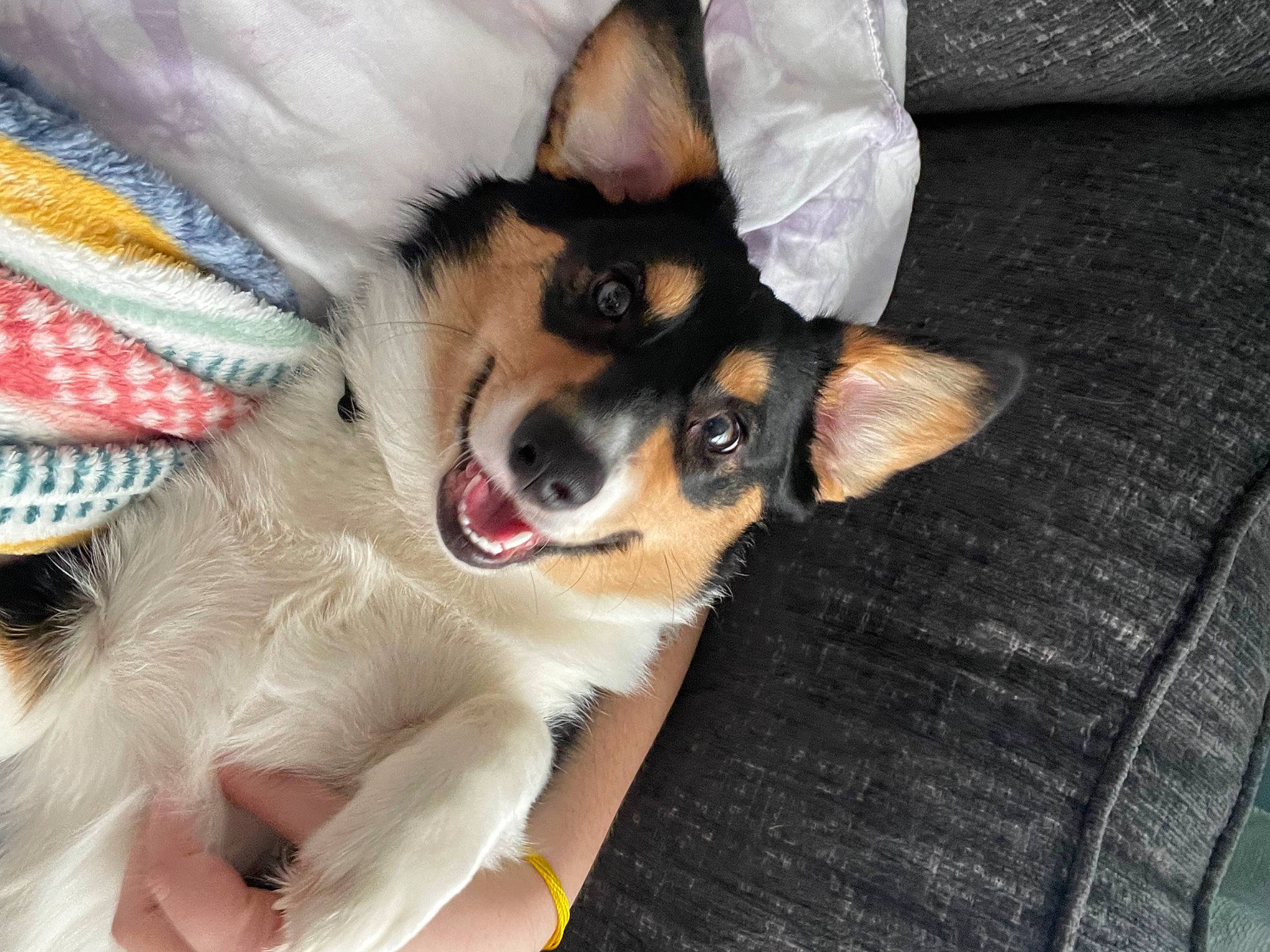 Harper is registered to the contest to win money with this photo: canidae, carnivore, comfort, companion_dog, dog, dog_breed, dog_supply, fawn, foot, fur, paw, snout, sporting_group, terrestrial_animal, toy_dog, whiskers, working_animal