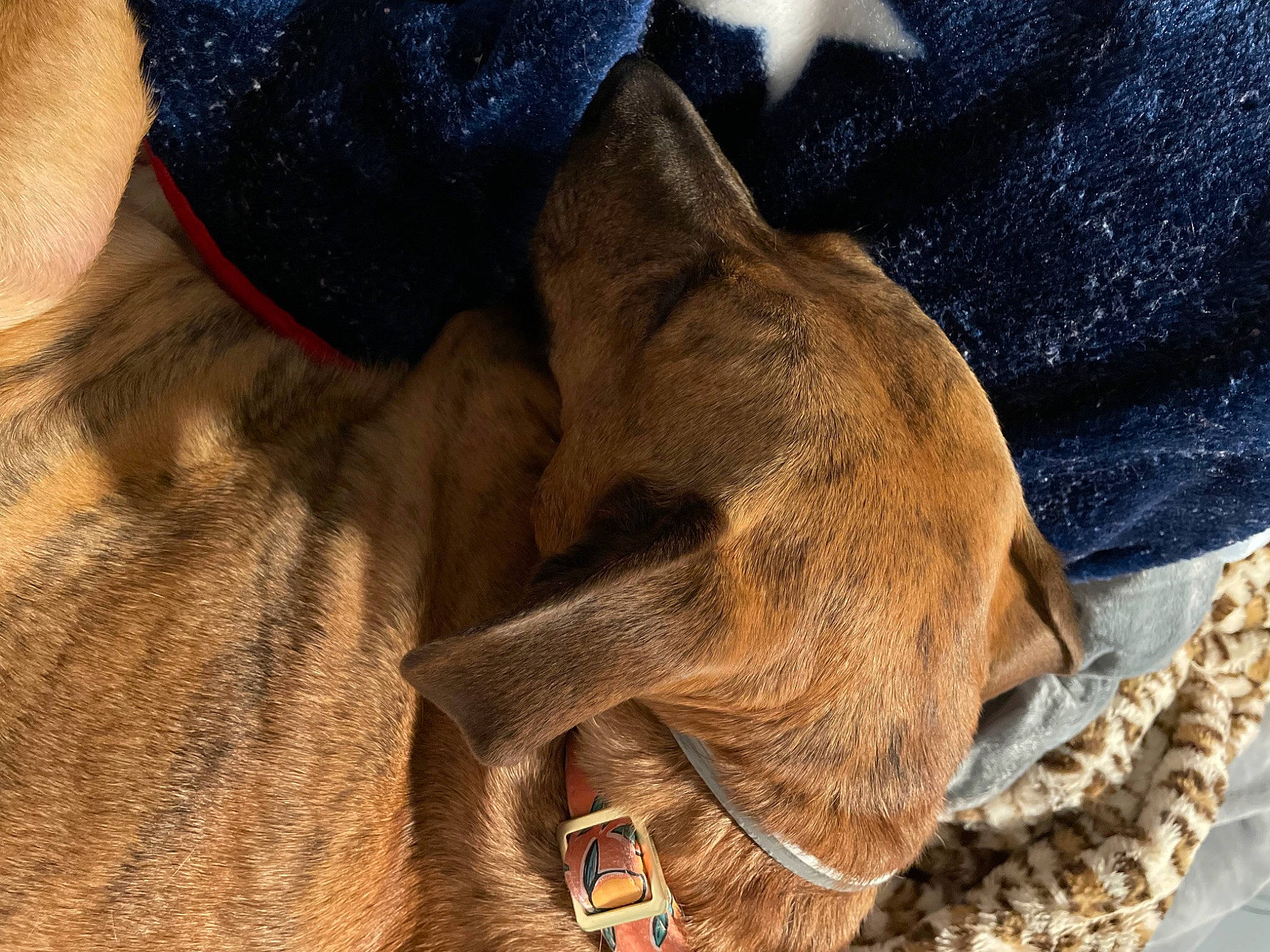 Chichi is registered to the contest to win money with this photo: carnivore, collar, comfort, companion_dog, dog, dog_breed, dog_collar, dog_supply, electric_blue, fawn, leash, liver, mammal, pet_supply, snout, sporting_group, terrestrial_animal, whiskers, working_animal, wrinkle