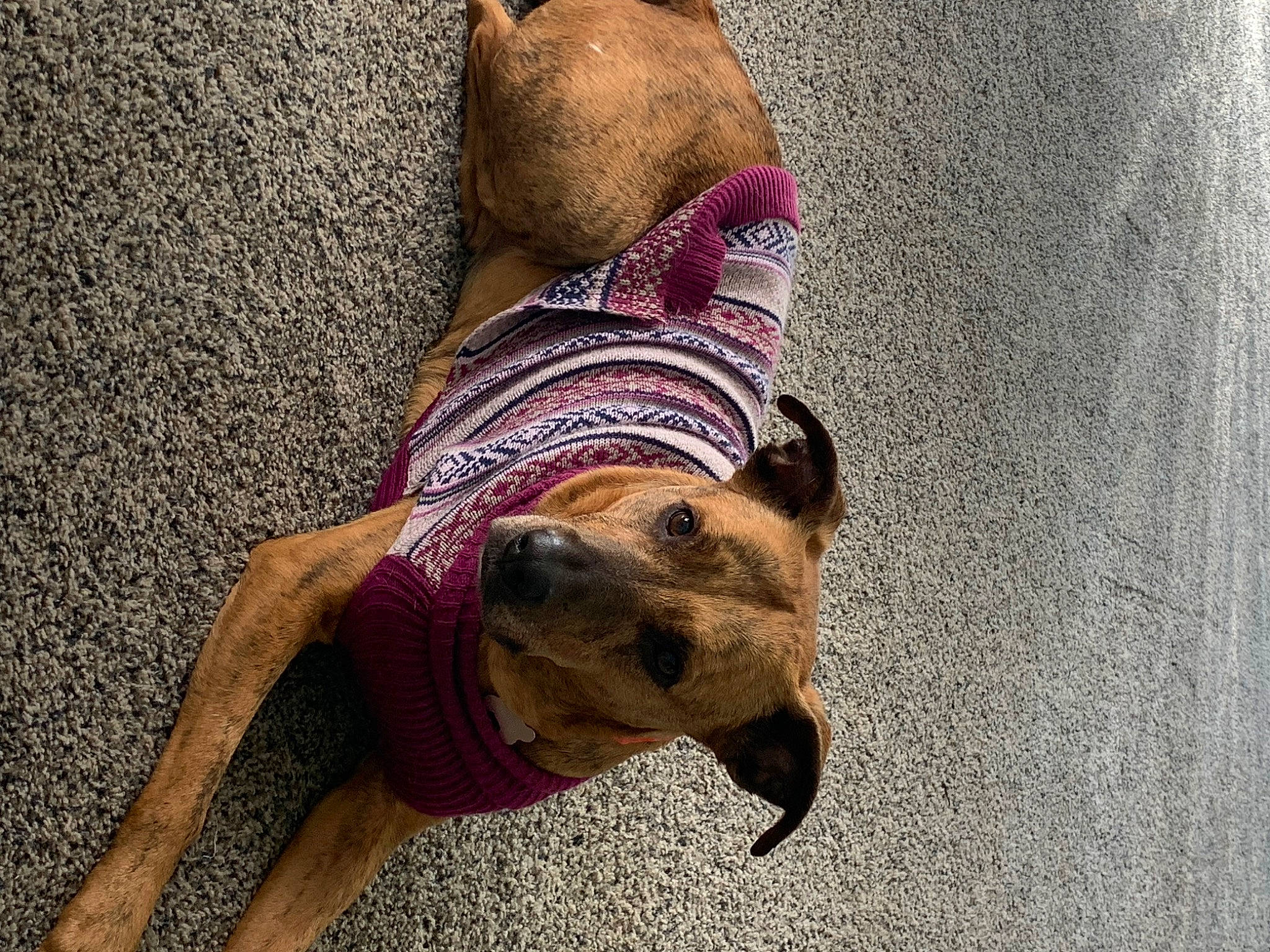 Chichi is registered to the contest to win money with this photo: carnivore, collar, companion_dog, concrete, dog, dog_breed, dog_collar, dog_supply, fashion_accessory, fawn, foot, leash, liver, pet_supply, road_surface, snout, sporting_group, terrestrial_animal, working_animal, working_dog