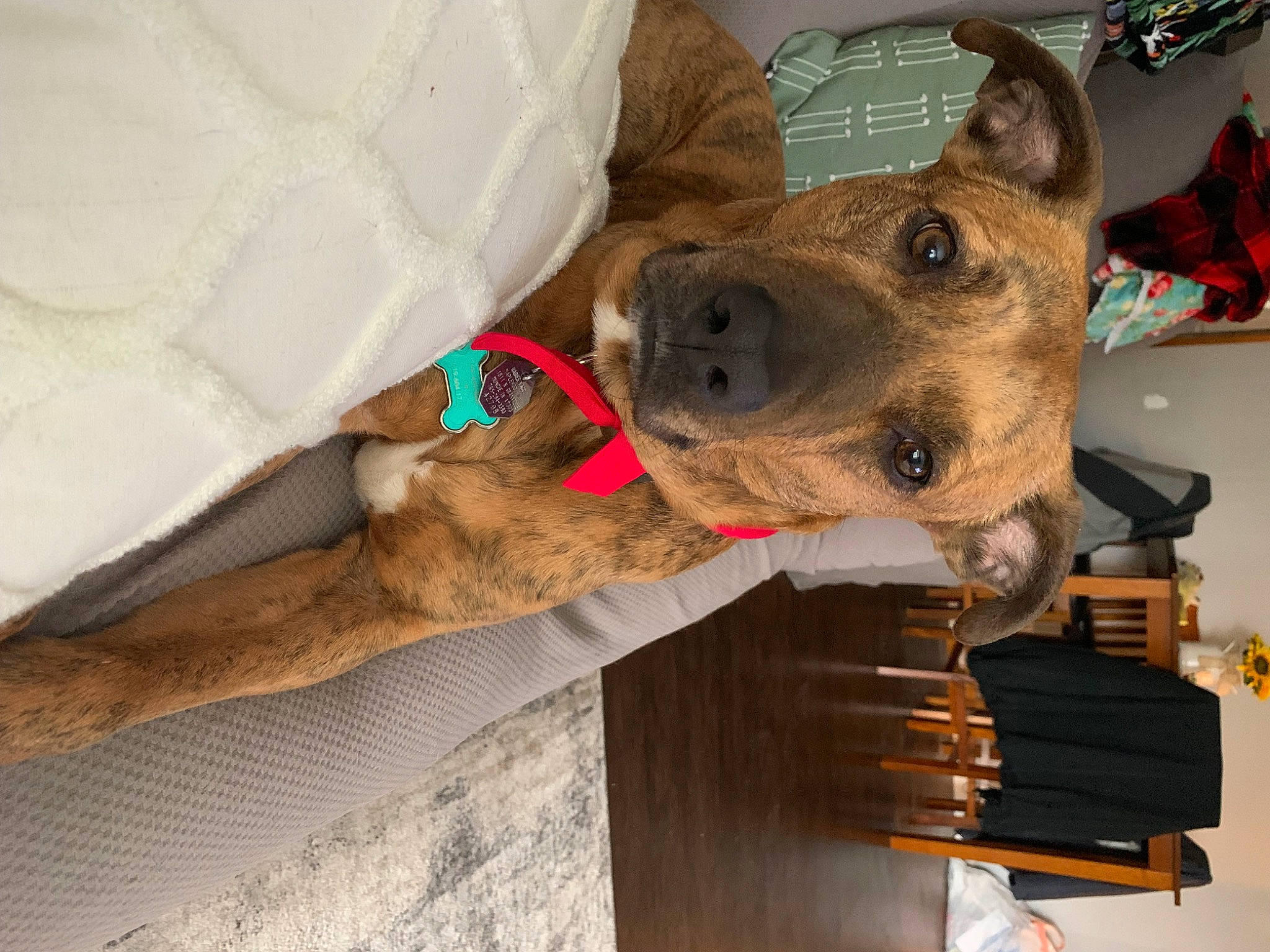 Chichi is registered to the contest to win money with this photo: canidae, carnivore, collar, companion_dog, dog, dog_breed, dog_collar, dog_supply, ear, fashion_accessory, fawn, fur, giant_dog_breed, hat, pet_supply, snout, sporting_group, whiskers, wood, working_animal