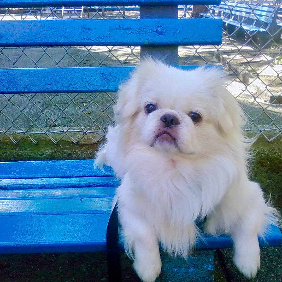 Whitey