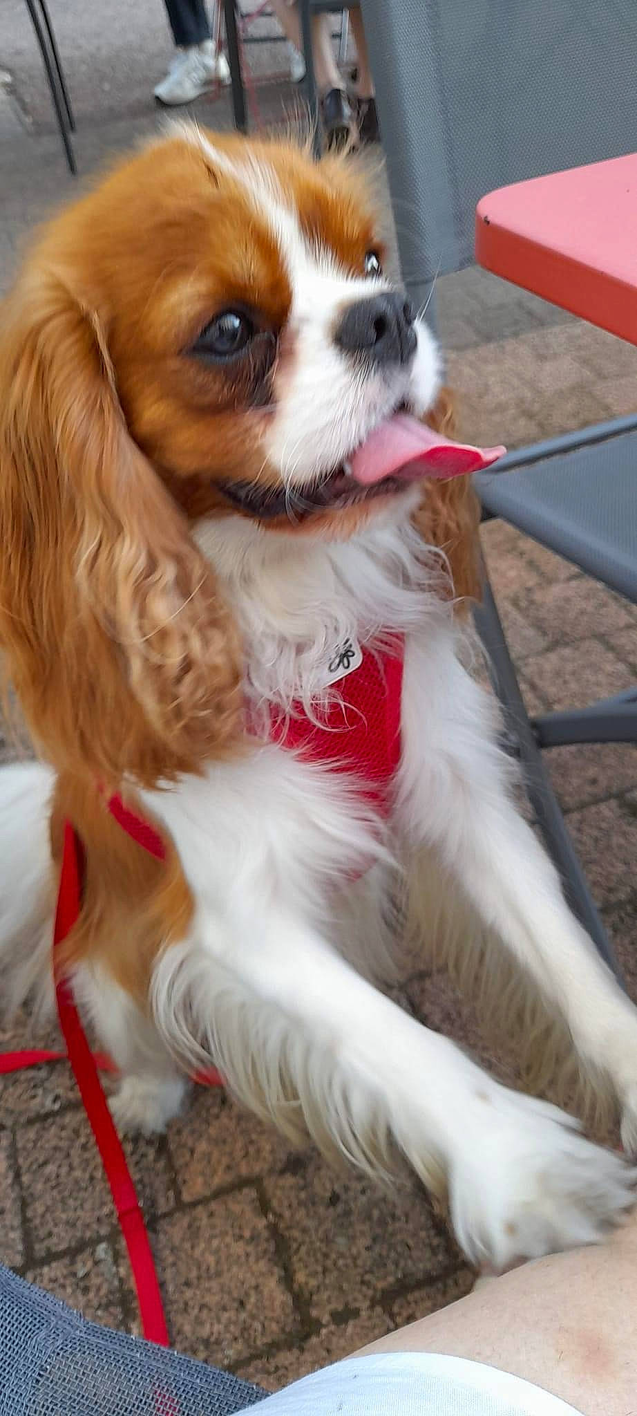 Saphir participe au concours pour gagner de l'argent avec cette photo : canidae, carnivore, cavalier_king_charles_spaniel, collar, companion_dog, dog, dog_breed, dog_supply, fawn, fur, king_charles_spaniel, liver, papillon, snout, spaniel, sporting_group, toy_dog, whiskers, working_animal, working_dog