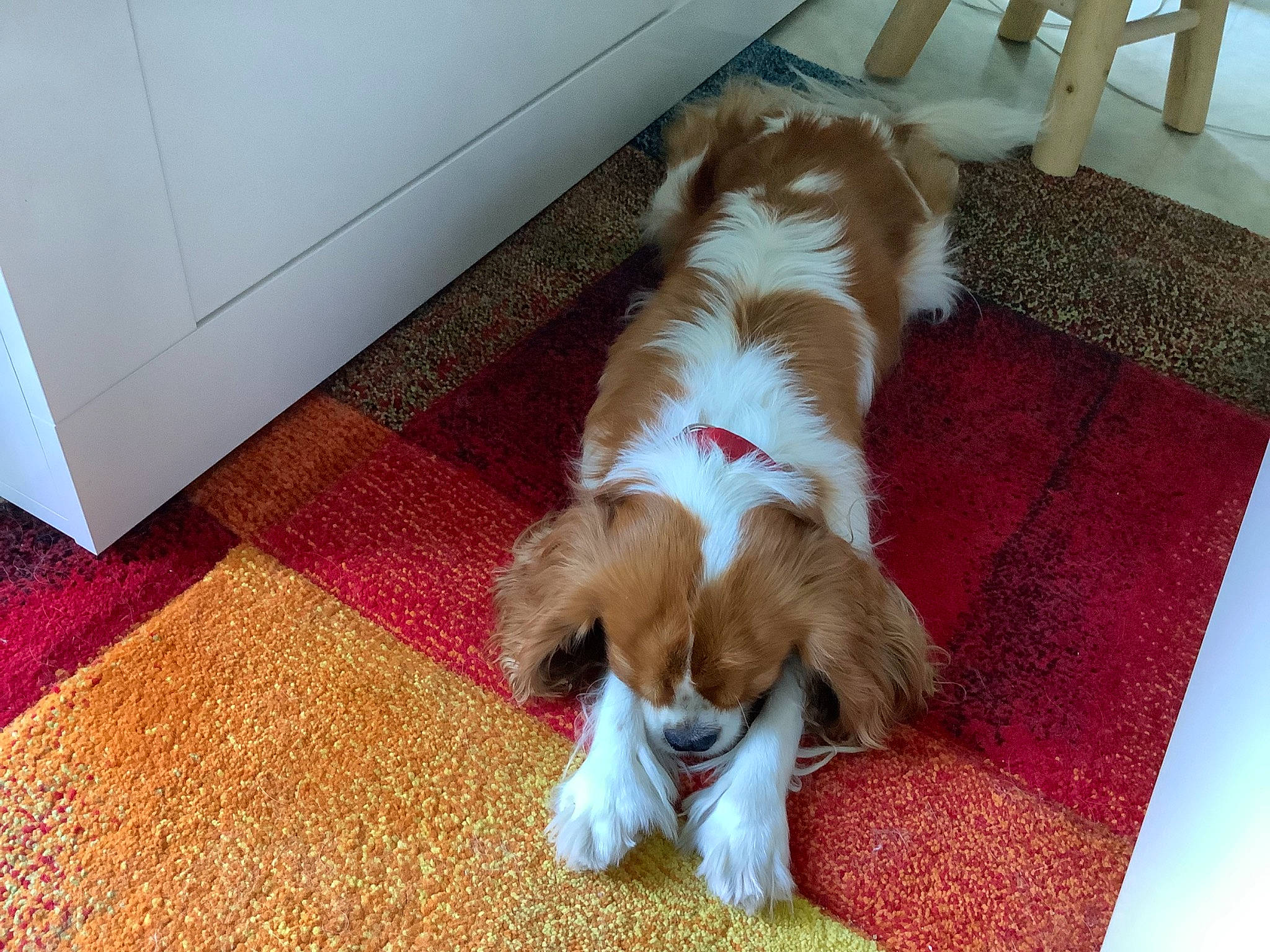 Saphir participe au concours pour gagner de l'argent avec cette photo : brittany, carnivore, carpet, cavalier_king_charles_spaniel, comfort, companion_dog, dog, dog_breed, fawn, floor, flooring, fur, gun_dog, hardwood, liver, spaniel, sporting_group, tail, toy_dog, wood