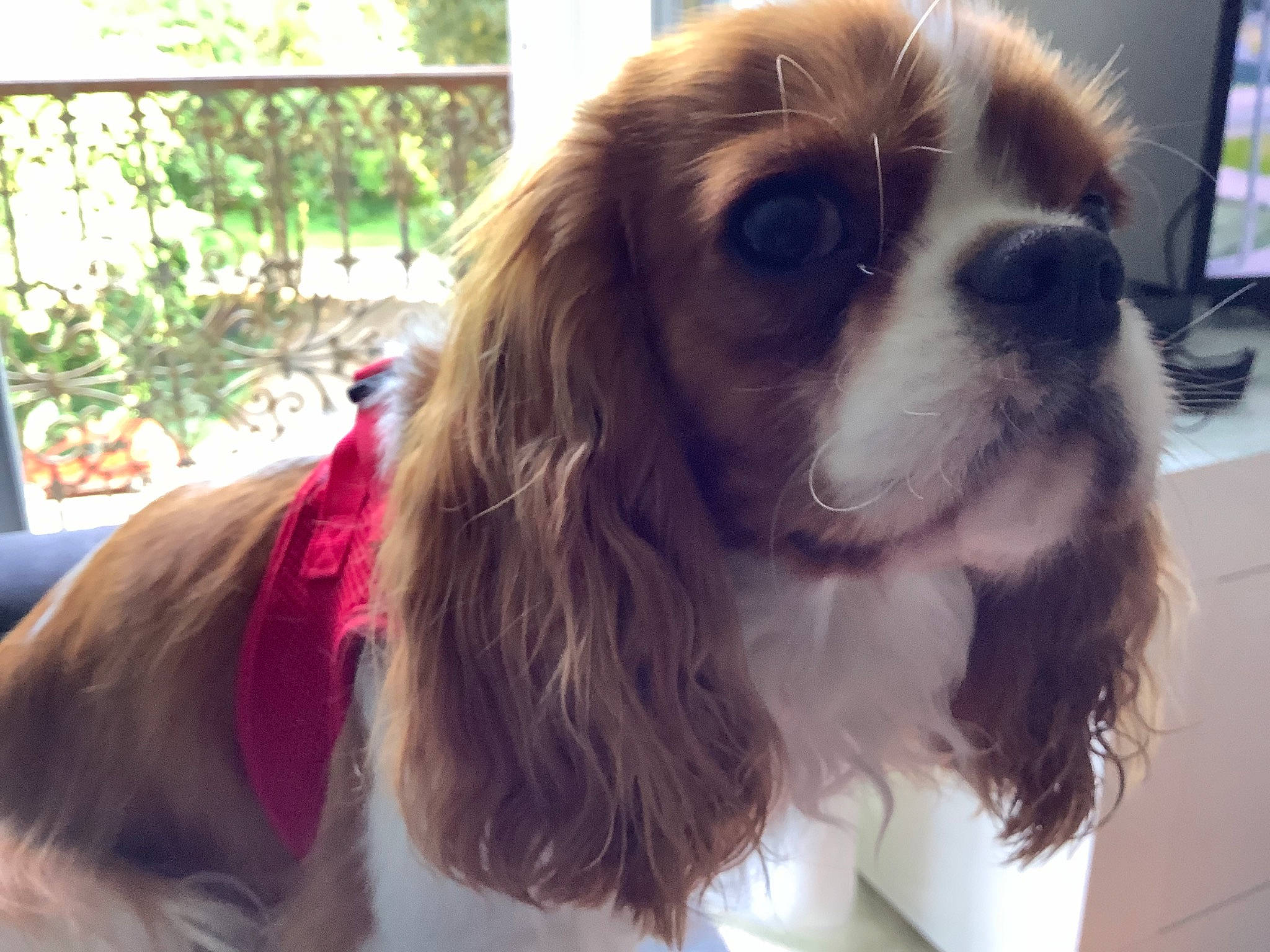 Saphir participe au concours pour gagner de l'argent avec cette photo : canidae, carnivore, cavalier_king_charles_spaniel, collar, companion_dog, dog, dog_breed, fawn, fur, gun_dog, hair, king_charles_spaniel, liver, plant, snout, spaniel, sporting_group, television, whiskers, working_animal