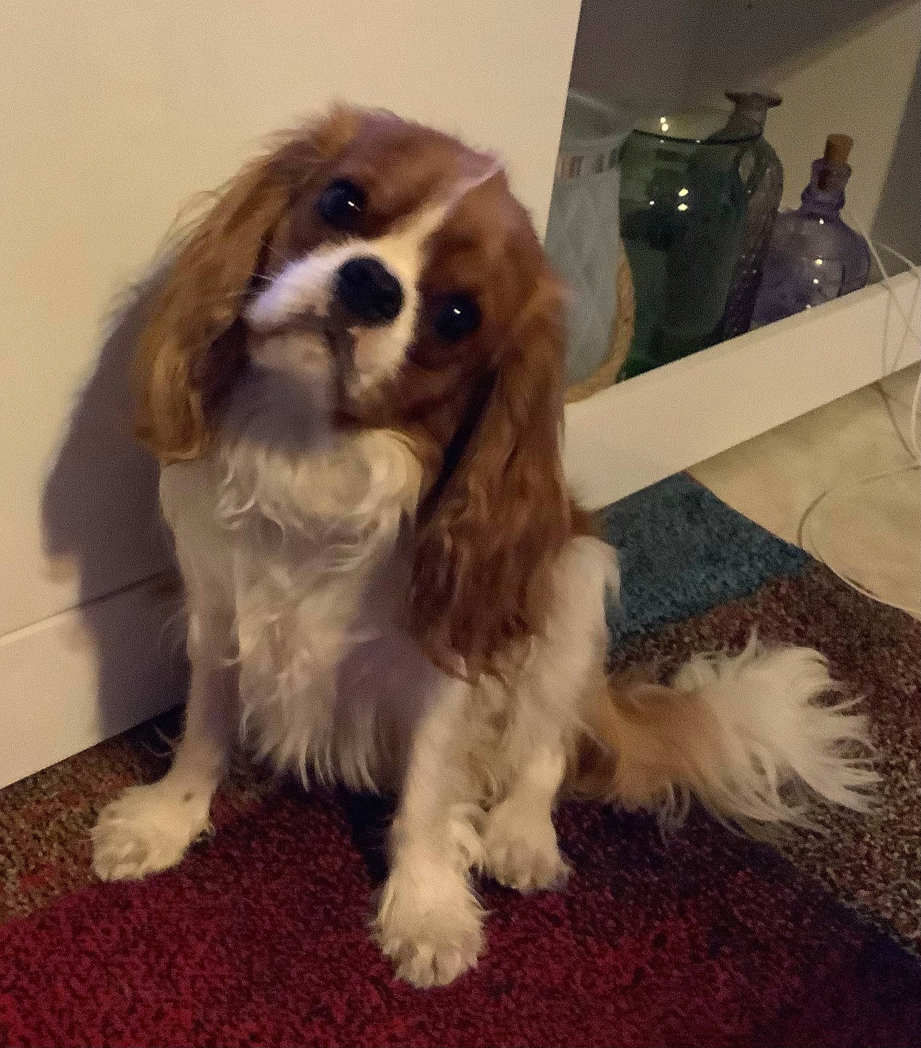 Saphir participe au concours pour gagner de l'argent avec cette photo : bag, canidae, carnivore, cavalier_king_charles_spaniel, companion_dog, dog, dog_breed, fawn, fur, gun_dog, king_charles_spaniel, liver, luggage_and_bags, paw, puppy, spaniel, sporting_group, toy_dog, working_animal