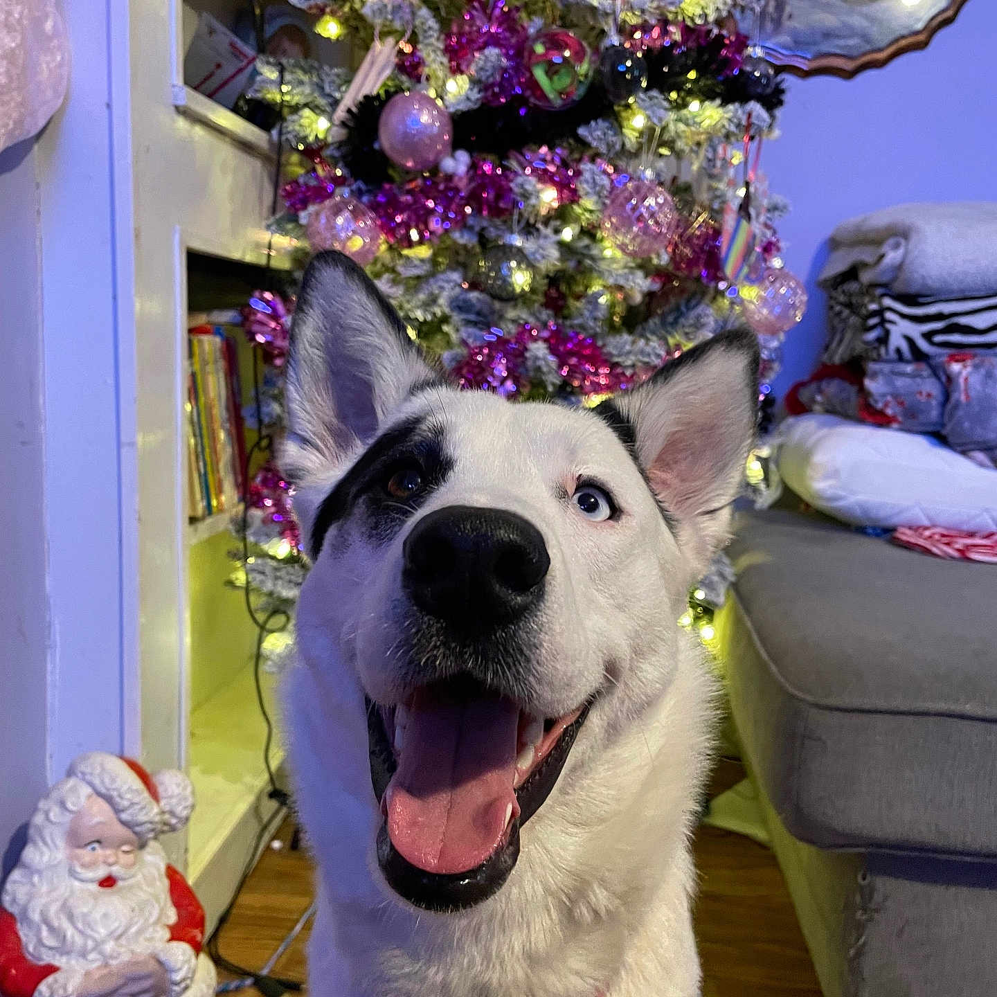 Stormii Reign is registered to the contest to win money with this photo: black_spots, christmas_tree, collar, couch, decorations, dog, festive, happy, holiday, indoor, lights, living_room, ornaments, painted_wall, pink_tinsel, santa_figurine, smiling, tongue_out, white_fur, wooden_floor
