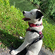 Stormii Reign joined the competition — help win amazing prizes! dog, white_dog, black_ears, pink_harness, grass, river, water, outdoor, nature, sunlight, path, leash, canine, happy, pet, animal, side_view, sitting, summer, greenery