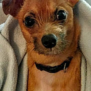 Chip is registered to the contest to win money with this photo: animal, blanket, brown_fur, close_up, collar, cozy, cute, dog, domestic, ears, face, fur, indoor, looking, pet, puppy, small_dog, snout, whiskers, wrapped