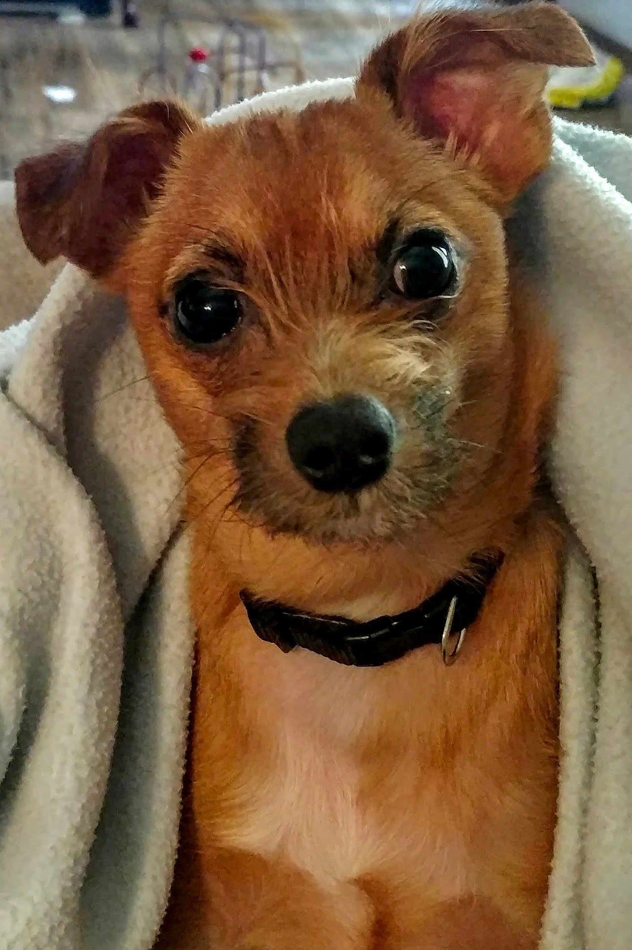 Chip is registered to the contest to win money with this photo: animal, blanket, brown_fur, close_up, collar, cozy, cute, dog, domestic, ears, face, fur, indoor, looking, pet, puppy, small_dog, snout, whiskers, wrapped
