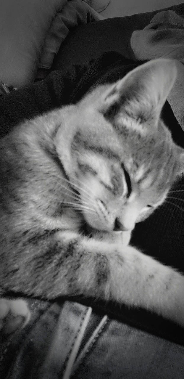 Minouchka a rejoint le concours — aidez-le/la à gagner de superbes lots ! black_and_white, carnivore, cat, comfort, darkness, domestic_short_haired_cat, ear, felidae, fur, grey, jaw, monochrome, monochrome_photography, paw, sky, small_to_medium_sized_cats, snout, style, tail, whiskers