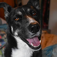 Bella joined the competition — help win amazing prizes! dog, pet, animal, close_up, black_and_white, happy, tongue_out, indoor, bedroom, blanket, canine, smiling, fur, ears, nose, mouth, teeth, eyes, domestic_animal, portrait