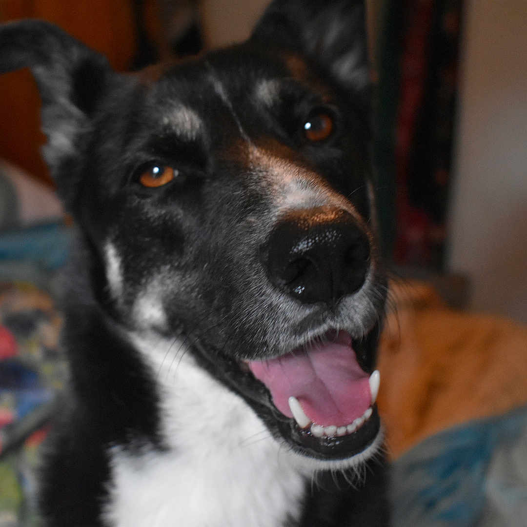 Bella