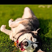 Isla is registered to the contest to win money with this photo: animal, canine, closeup, daylight, dog, ears, fur, grass, happy, husky, lying_down, nature, outdoor, pet, playful, relaxed, smiling, summer, sunlight, tongue_out