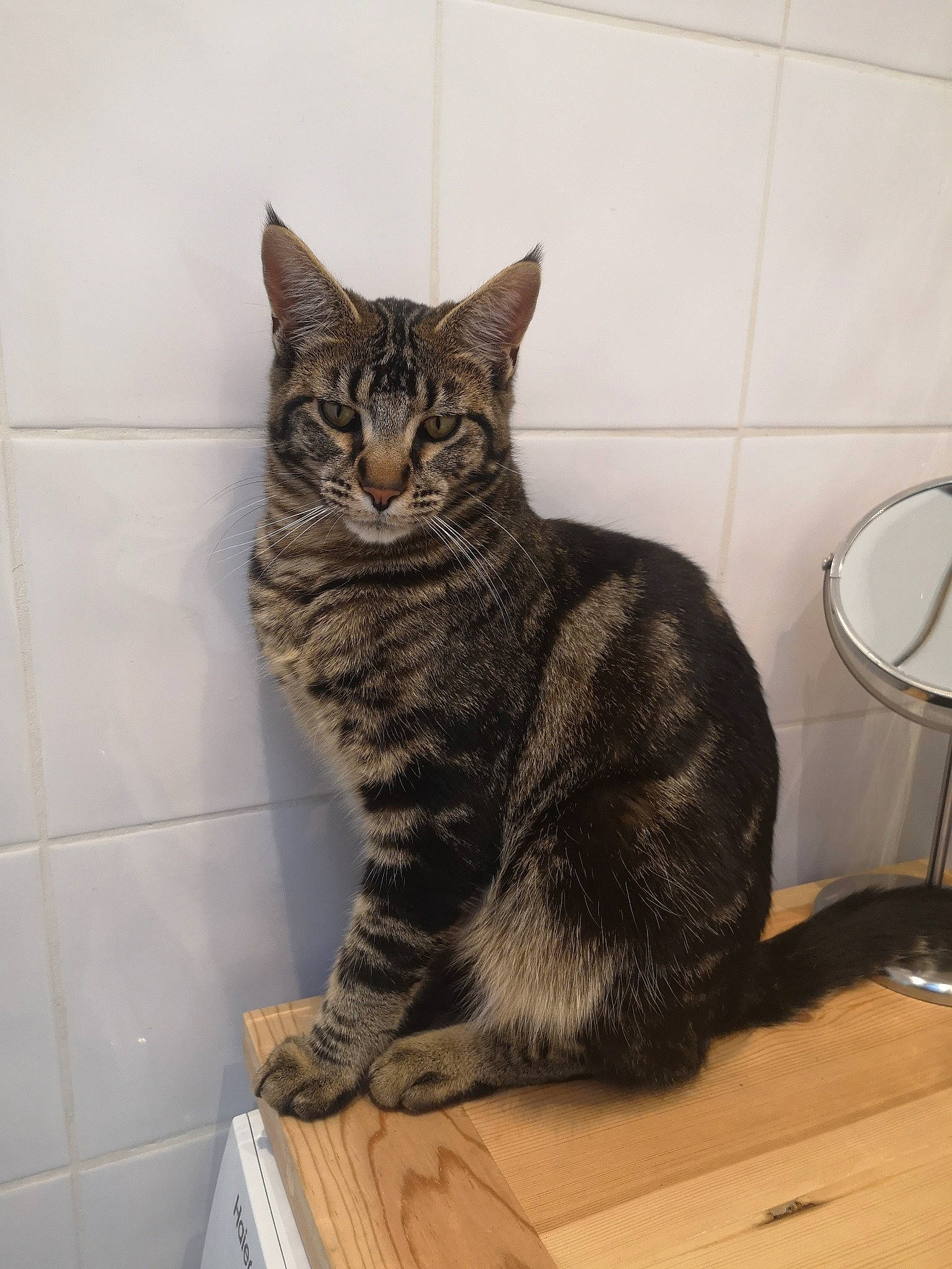 Moquette participe au concours pour gagner de l'argent avec cette photo : carnivore, cat, desk, domestic_short_haired_cat, felidae, flooring, fur, grey, paw, sitting, small_to_medium_sized_cats, snout, table, tail, terrestrial_animal, whiskers, window