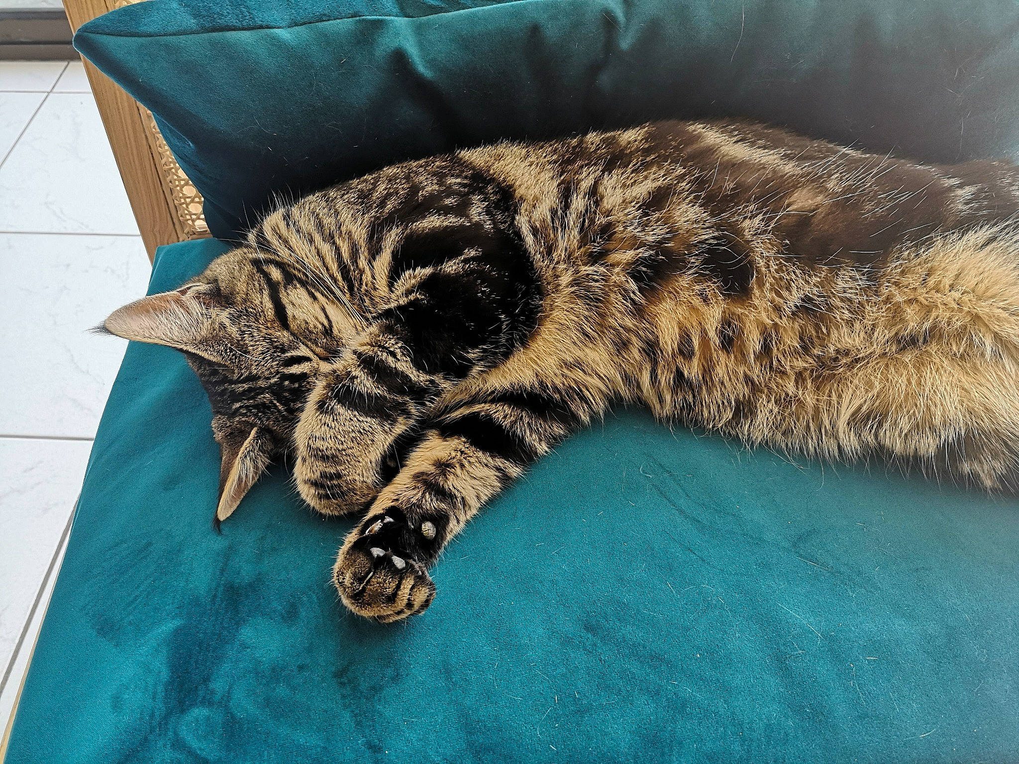 Moquette a rejoint le concours — aidez-le/la à gagner de superbes lots ! big_cats, carnivore, cat, cat_bed, claw, comfort, domestic_short_haired_cat, felidae, fur, leopard, linens, nap, pattern, paw, sleep, small_to_medium_sized_cats, snout, tail, terrestrial_animal, whiskers