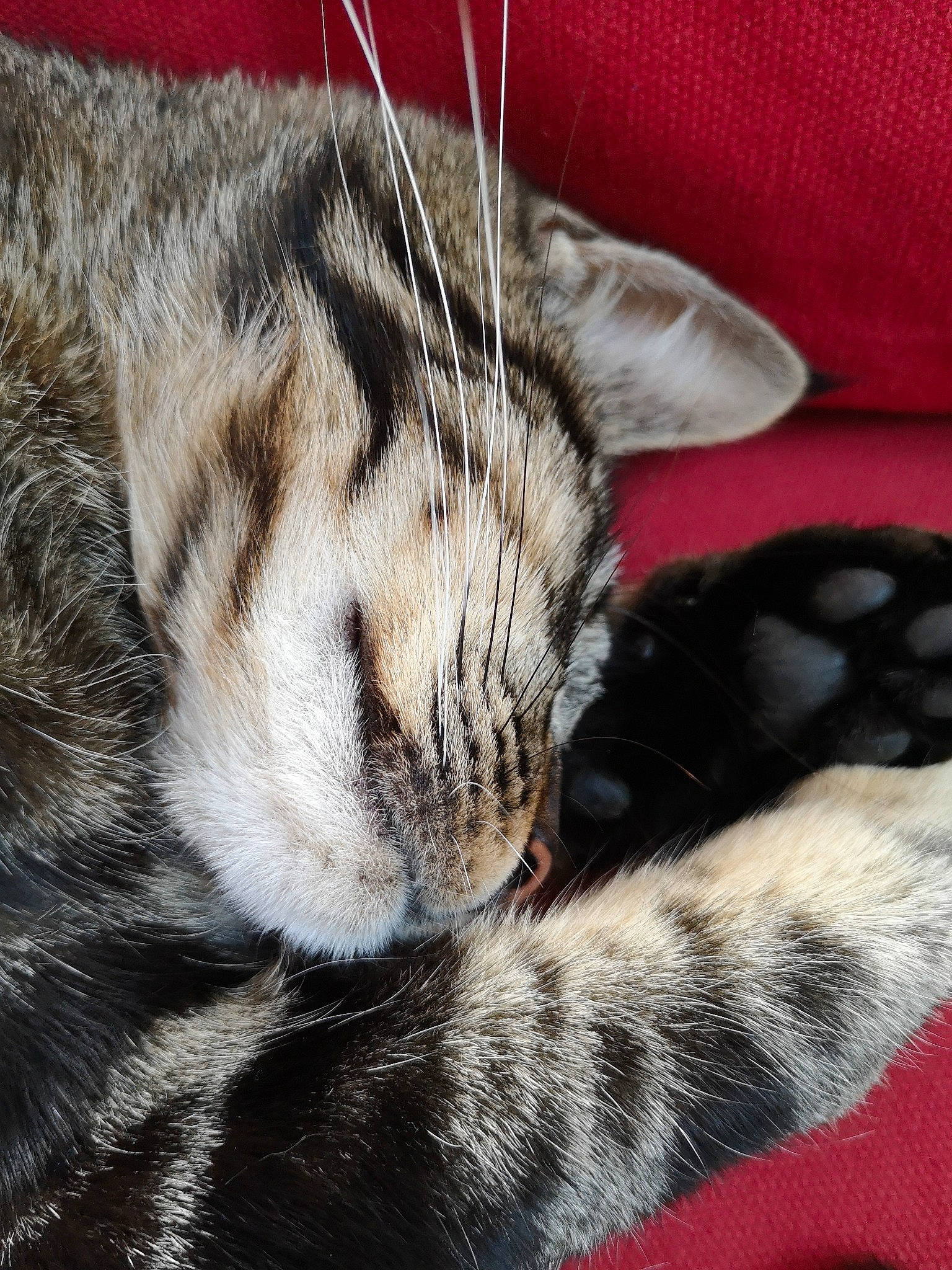 Moquette a rejoint le concours — aidez-le/la à gagner de superbes lots ! carnivore, cat, claw, close_up, comfort, domestic_short_haired_cat, felidae, fur, nap, paw, sleep, small_to_medium_sized_cats, snout, tail, terrestrial_animal, textile, whiskers