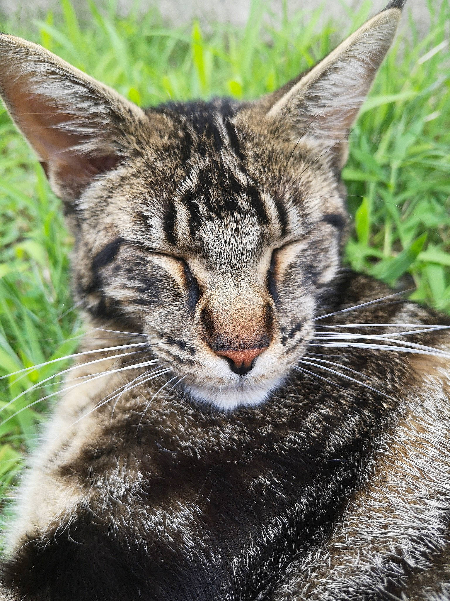 Moquette a rejoint le concours — aidez-le/la à gagner de superbes lots ! carnivore, cat, close_up, domestic_short_haired_cat, eye, felidae, fur, grass, organism, paw, plant, small_to_medium_sized_cats, snout, terrestrial_animal, tree, whiskers, wildlife