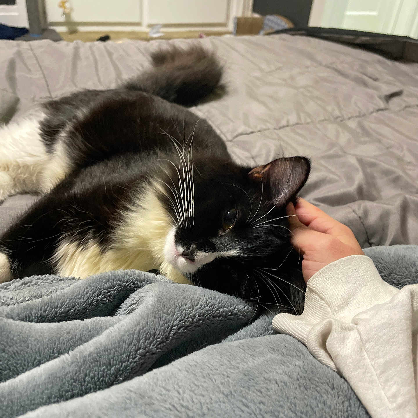 Alphie joined the competition — help win amazing prizes! animal, bed, bedroom, blanket, cat, couch, dormroom, furniture, homedecor, indoors, interiordesign, kitten, laundry, linen, manx, person, pet, quilt, room, sleeping