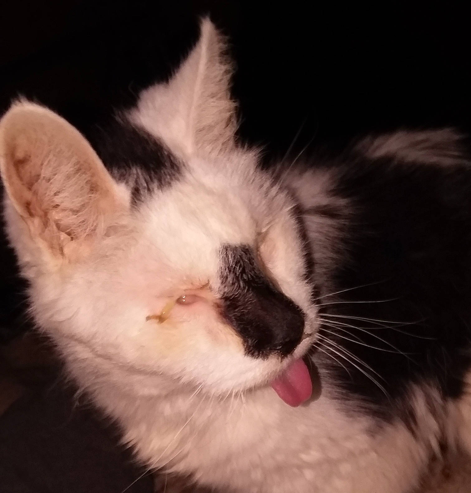 Beaner is registered to the contest to win money with this photo: black_and_white, carnivore, cat, cloud, ear, eye, felidae, fur, head, kitten, nose, polydactyl_cat, ragdoll, sky, small_to_medium_sized_cats, snout, turkish_angora, turkish_van, whiskers