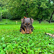 Vixie a rejoint le concours — aidez-le/la à gagner de superbes lots ! animal, brown_dog, canine, close_up, daytime, dog, field, forest, grass, greenery, leaf, lying_down, nature, outdoor, park, pet, playful, scenery, summer, tree