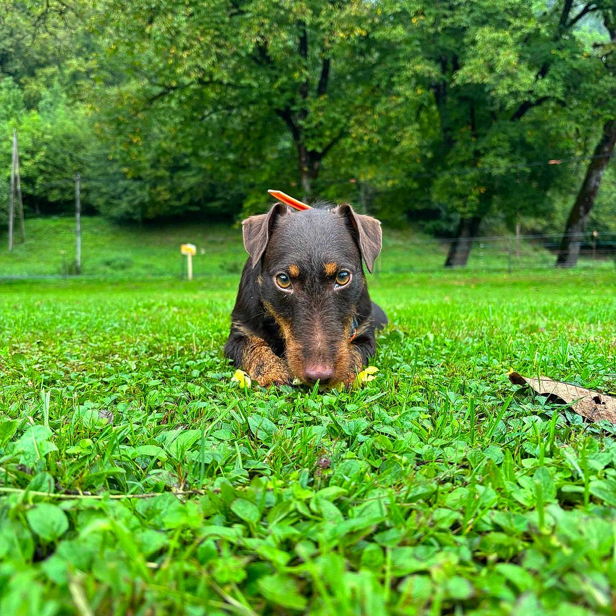 Vixie