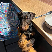 Vixie a rejoint le concours — aidez-le/la à gagner de superbes lots ! puppy, dog, brown, tan, chair, blanket, paw_prints, bones, table, wood, spoon, bowl, kitchen, indoor, pet, curious, cute, animal, domestic, furniture