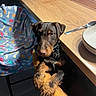 puppy, dog, brown, tan, chair, blanket, paw_prints, bones, table, wood, spoon, bowl, kitchen, indoor, pet, curious, cute, animal, domestic, furniture