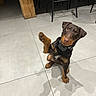 Vixie participe au concours pour gagner de l'argent avec cette photo : dog, brown_dog, black_dog, puppy, indoor, tile_floor, paw_raised, curious, pet, animal, looking_up, furniture, wooden_beam, bar_stool, domestic, canine, cute, companion, sitting, collar