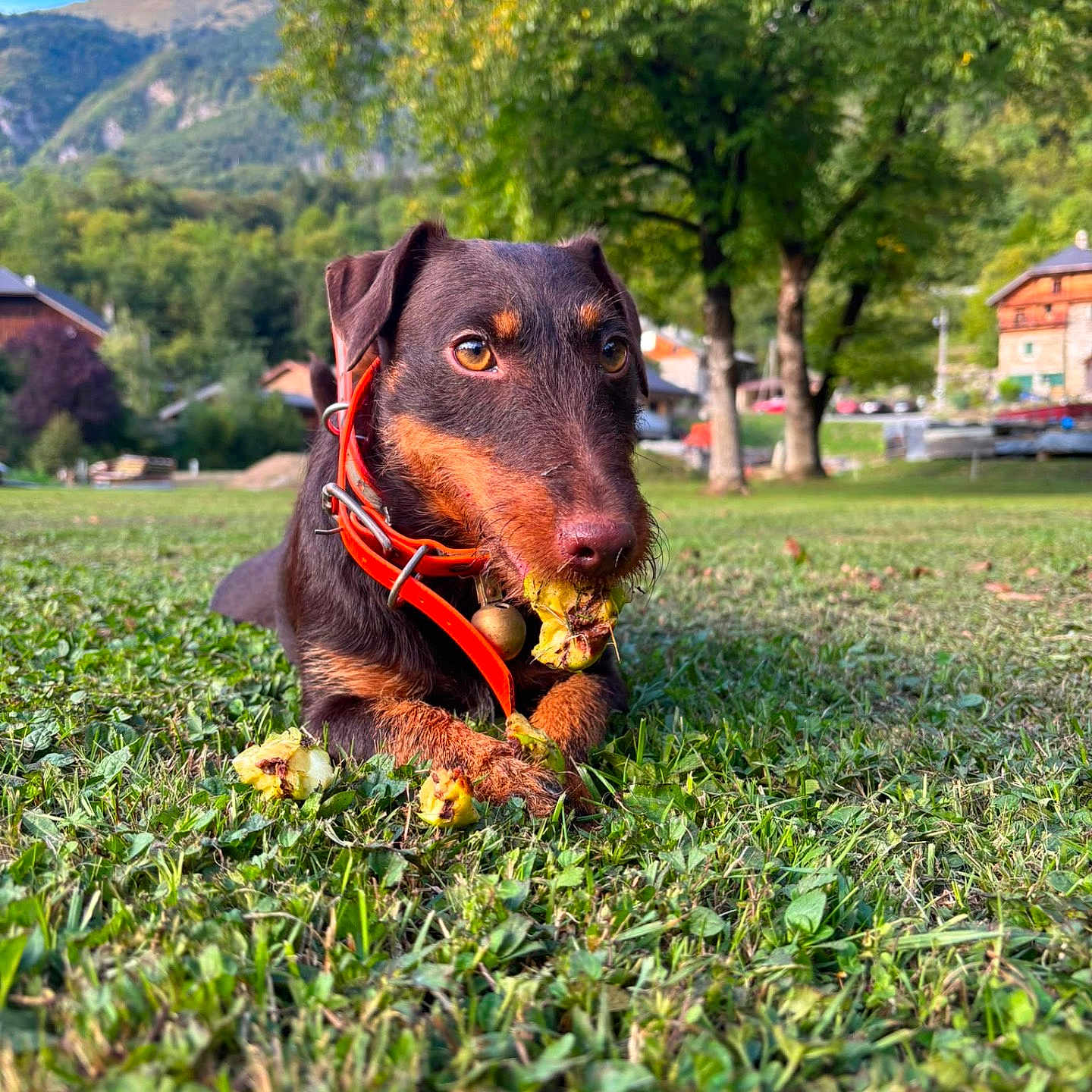 Vixie a rejoint le concours — aidez-le/la à gagner de superbes lots ! dog, brown_dog, red_collar, grass, greenery, tree, mountain, sky, outdoor, nature, leaf, house, pet, animal, chewing, close_up, daylight, muzzle, snout, playful