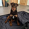 dog, suitcase, indoor, tile_floor, wooden_door, flower_vase, curious, brown_dog, tan_markings, pet, sitting, empty_suitcase, open_suitcase, floor, domestic, house, furniture, canine, looking, waiting