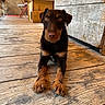Vixie participe au concours pour gagner de l'argent avec cette photo : dog, brown_dog, puppy, wooden_floor, wooden_wall, table, chair, indoor, pet, animal, canine, fur, looking_at_camera, resting, floorboards, cozy, domestic, portrait, young_dog, cute