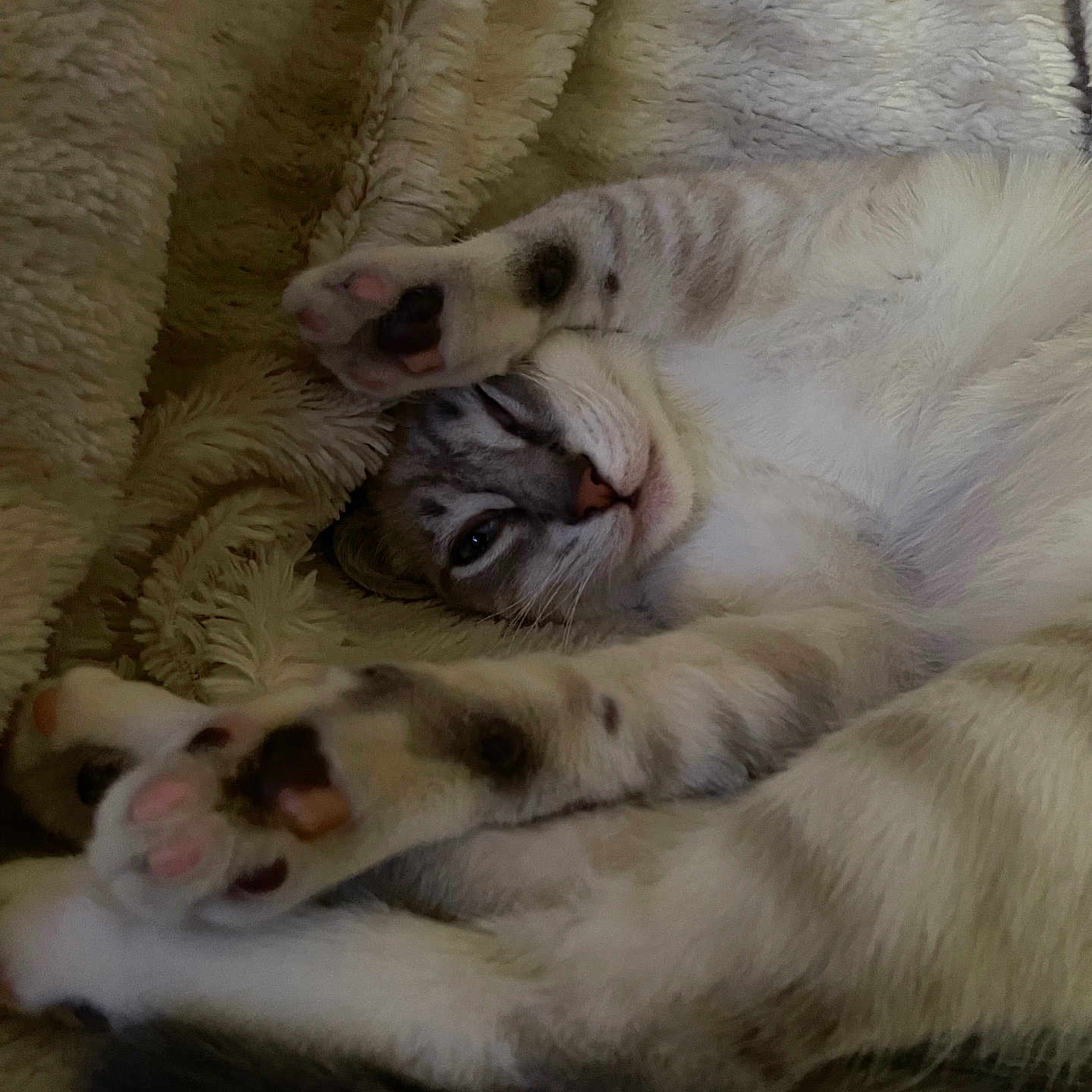 Penelope is registered to the contest to win money with this photo: animal, cat, closeup, cozy, cute, domestic_cat, feline, fluffy_blanket, fur, indoor, laying_down, paw, pet, pink_paw_pads, relaxed, resting, sleeping, soft, striped, whiskers
