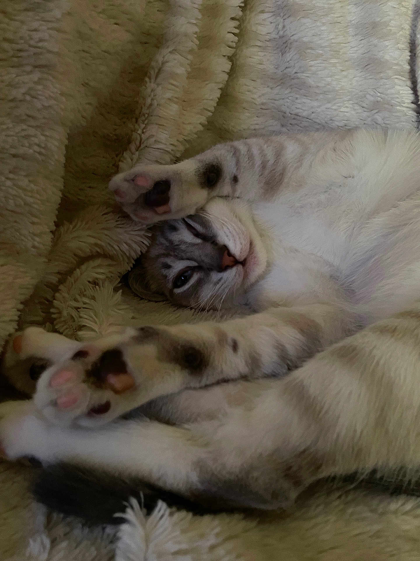 Penelope is registered to the contest to win money with this photo: animal, cat, closeup, cozy, cute, domestic_cat, feline, fluffy_blanket, fur, indoor, laying_down, paw, pet, pink_paw_pads, relaxed, resting, sleeping, soft, striped, whiskers