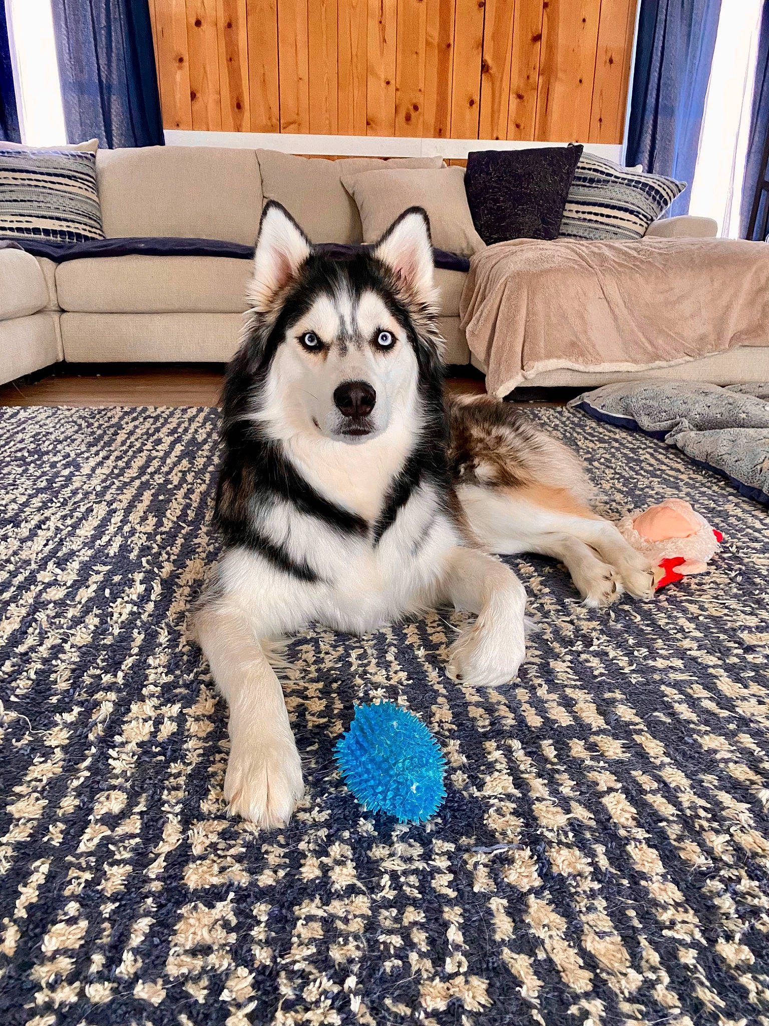 Kingston joined the competition — help win amazing prizes! blue, canidae, carnivore, comfort, companion_dog, dog, dog_breed, dog_supply, fawn, floor, flooring, foot, fur, happy, sled_dog, snout, sporting_group, terrestrial_animal, wood, working_animal