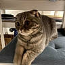 Bella participe au concours pour gagner de l'argent avec cette photo : cat, tabby, gray_cat, pet, feline, animal, wide_eyes, whiskers, folded_ears, sitting, lounging, paw, fur, striped_fur, indoor, furniture, bench, cushion, portrait, cute