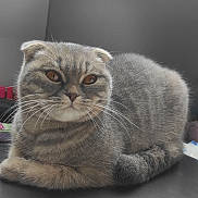 Bella a rejoint le concours — aidez-le/la à gagner de superbes lots ! cat, gray_cat, scottish_fold, feline, pet, animal, portrait, close_up, whiskers, amber_eyes, folded_ears, fur, loaf_position, sitting, indoor, dark_surface, desk, window, serious_expression, photography