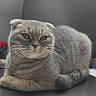cat, gray_cat, scottish_fold, feline, pet, animal, portrait, close_up, whiskers, amber_eyes, folded_ears, fur, loaf_position, sitting, indoor, dark_surface, desk, window, serious_expression, photography