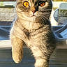 Bella participe au concours pour gagner de l'argent avec cette photo : cat, scottish_fold, pet, animal, feline, portrait, amber_eyes, folded_ears, striped_fur, tabby, hanging, standing, outdoor, sunlight, backyard, fence, plant, window, close_up, funny_pose