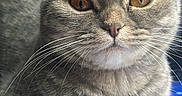 Bella a rejoint le concours — aidez-le/la à gagner de superbes lots ! cat, gray_cat, folded_ears, amber_eyes, whiskers, paw, fur, fluffy, close_up, portrait, indoor, desk, notebook, blue_notebook, office, pens, sitting, looking_at_camera, cute, pet