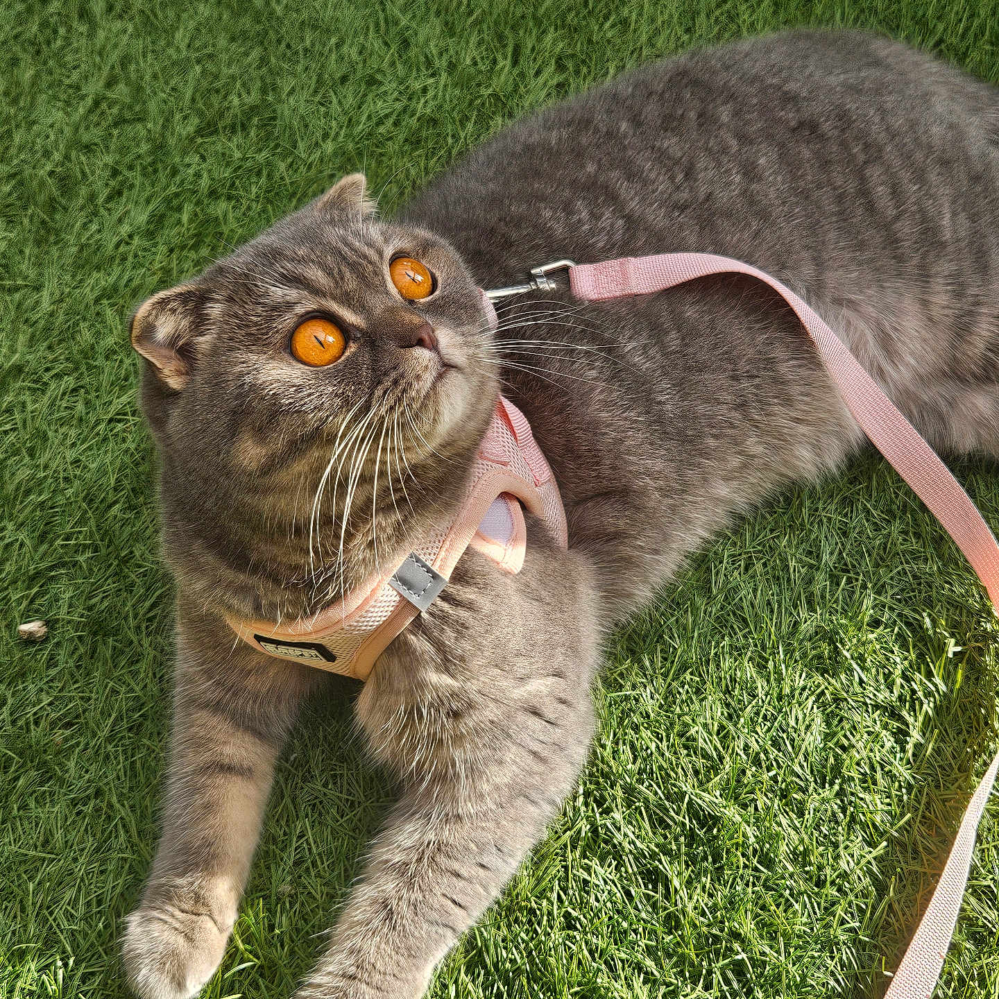 Bella a rejoint le concours — aidez-le/la à gagner de superbes lots ! cat, gray_cat, grass, outdoor, pet, animal, feline, harness, leash, pink_accessory, golden_eyes, whiskers, lying_down, sunlight, garden, lawn, portrait, close_up, fluffy, relaxed