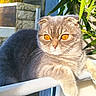 cat, scottish_fold, pet, animal, feline, amber_eyes, folded_ears, gray_fur, striped_fur, sitting, lounging, chair, outdoor, patio, sunlight, bamboo, plants, garden, portrait, camera_watermark