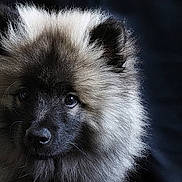 Buck a rejoint le concours — aidez-le/la à gagner de superbes lots ! adorable, animal, black_and_cream, canine, close_up, dark_background, dog, ears, eyes, fluffy, fur, long_hair, looking_at_camera, muzzle, nose, pet, portrait, puppy, studio_lighting, 毛皮