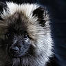 adorable, animal, black_and_cream, canine, close_up, dark_background, dog, ears, eyes, fluffy, fur, long_hair, looking_at_camera, muzzle, nose, pet, portrait, puppy, studio_lighting, 毛皮