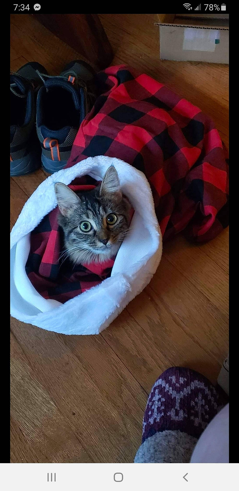 Selene joined the competition — help win amazing prizes! bag, carnivore, cat, comfort, domestic_short_haired_cat, felidae, flooring, fur, grey, linens, luggage_and_bags, magenta, pattern, plaid, rectangle, small_to_medium_sized_cats, tartan, textile, whiskers, wood