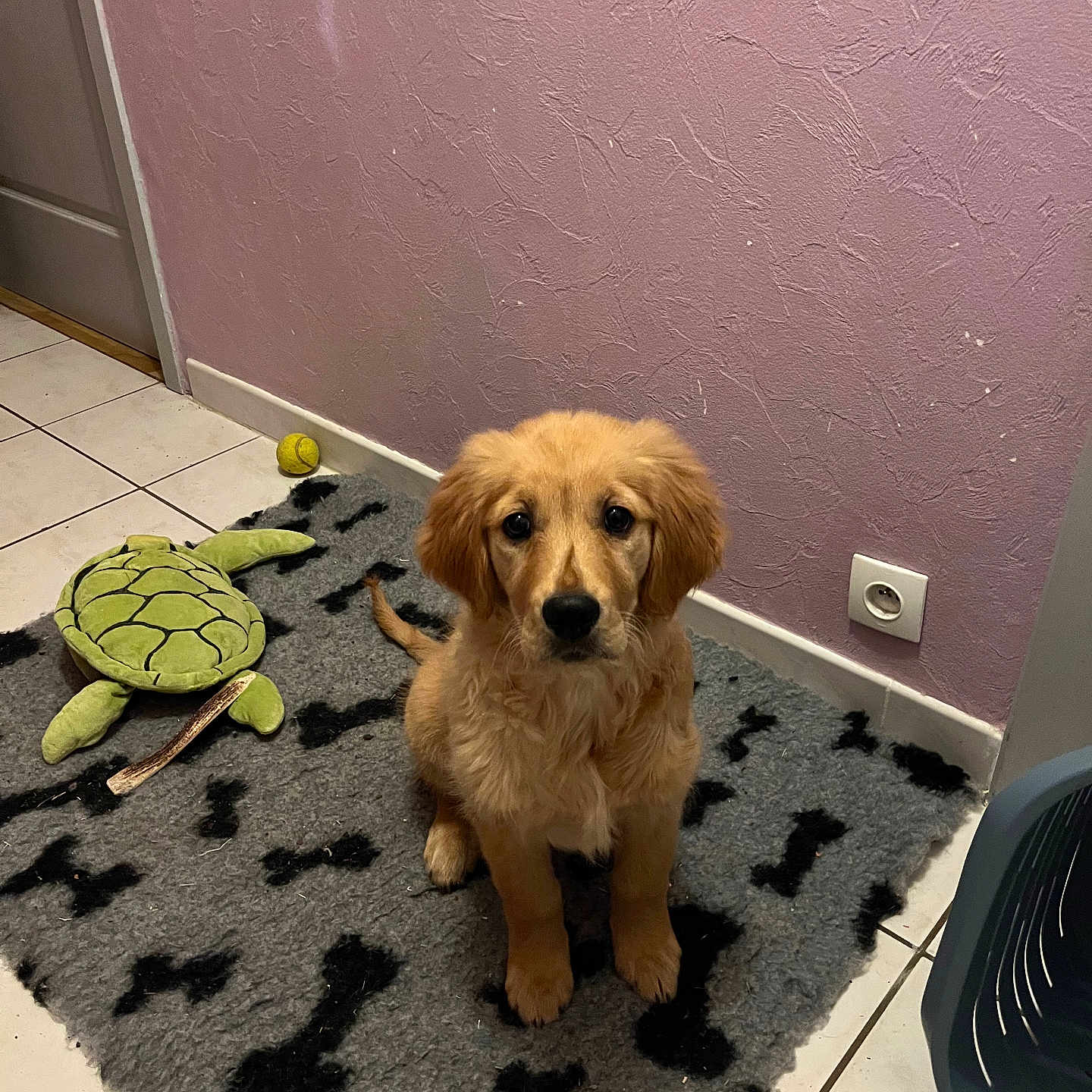 Vaya participe au concours pour gagner de l'argent avec cette photo : animal, ball, canine, dog, dogbed, doormat, goldenretriever, homedecor, hound, mat, pet, puppy, reptile, rug, sealife, slate, sport, tennis, tennisball, turtle