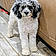 Arlo
